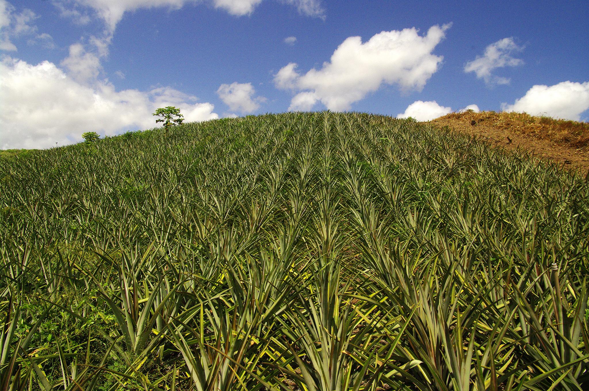 Investidores estrangeiros cobiçam setor de agronegócio