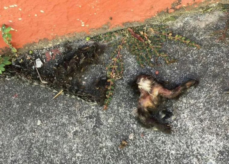 Criança encontra macaco morto no Centro de Vila Velha durante brincadeira na rua