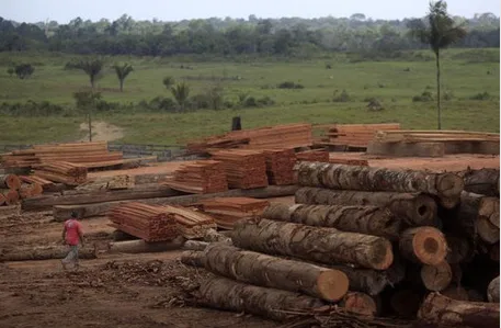 PF desarticula esquema de R$ 900 mi de extração ilegal de madeira