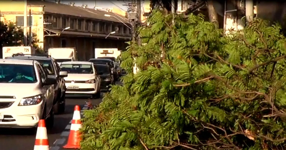 Trânsito fica complicado após queda de árvore em Vitória nesta terça-feira