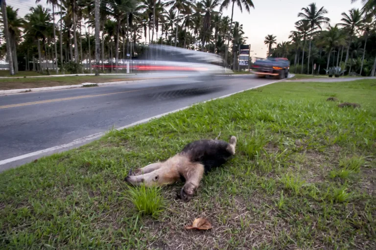 Por ano, 20 mil animais silvestres são atropelados na rodovia BR-101 Norte no ES