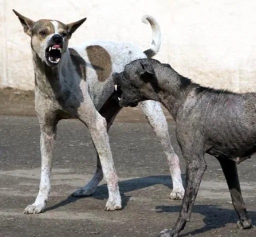 Homem atacado por cães de rua receberá indenização de prefeitura