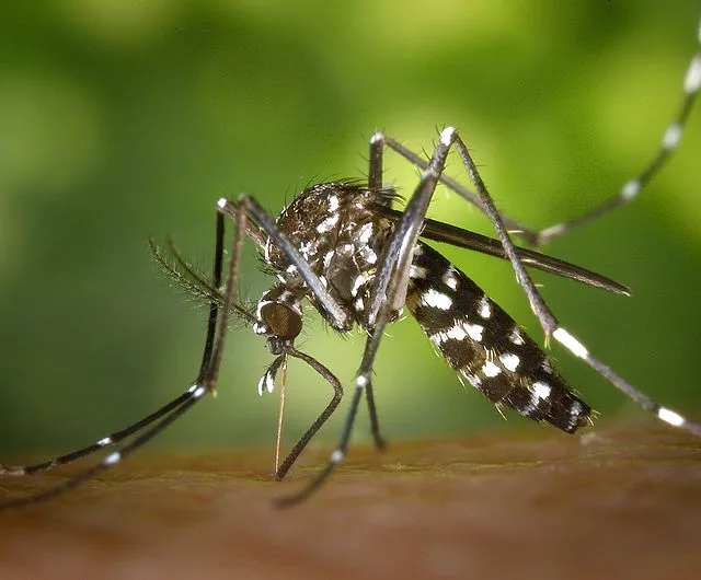 Espírito Santo registra primeira morte causada por febre chikungunya