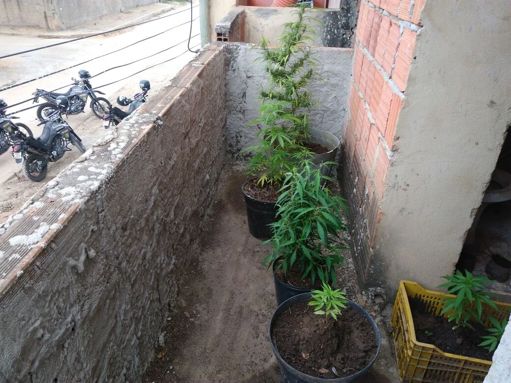 Polícia apreende 13 pés de maconha em casa de Jardim Carapina, na Serra