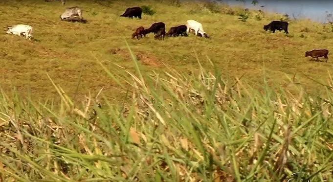 Verão mais quente dos últimos 38 anos mata gado e destrói lavoura em Cariacica