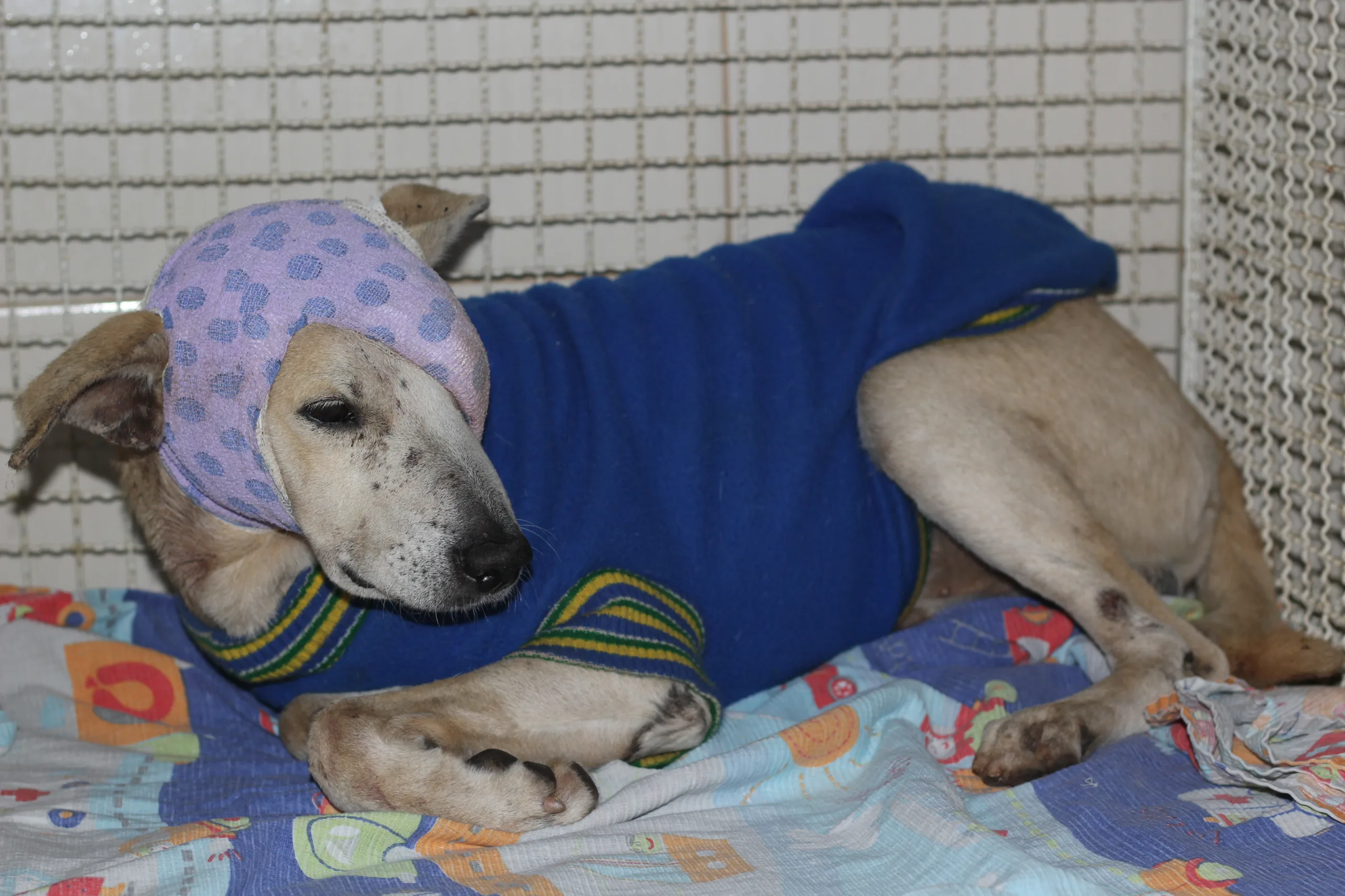 Cachorro agredido por idosa em Cachoeiro tem traumatismo craniano e segue sem previsão de alta