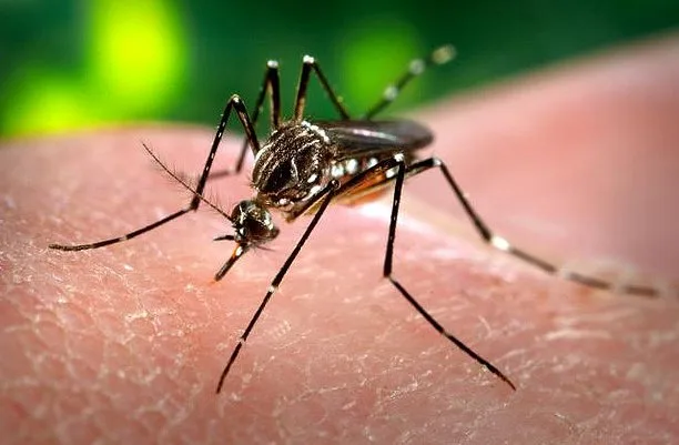 Dengue mata 13 capixabas em quase nove meses