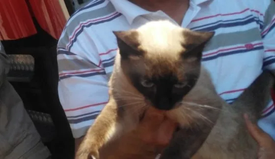 Gato é resgatado ao ficar 4 dias preso em árvore; outro felino também precisou de ajuda na GV