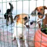 ONG promove feira de adoção de cães e gatos neste sábado em Vitória