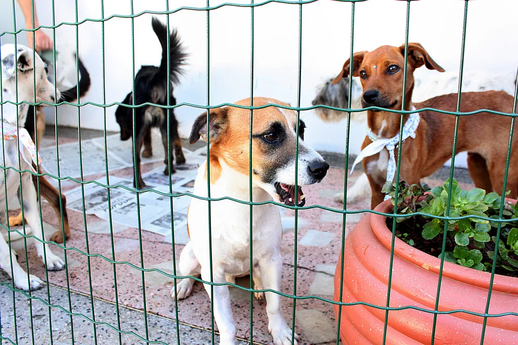 ONG promove feira de adoção de cães e gatos neste sábado em Vitória