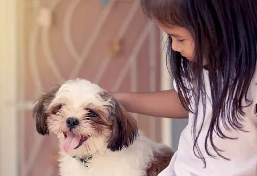 Saiba como cuidar dos pets durante a pandemia