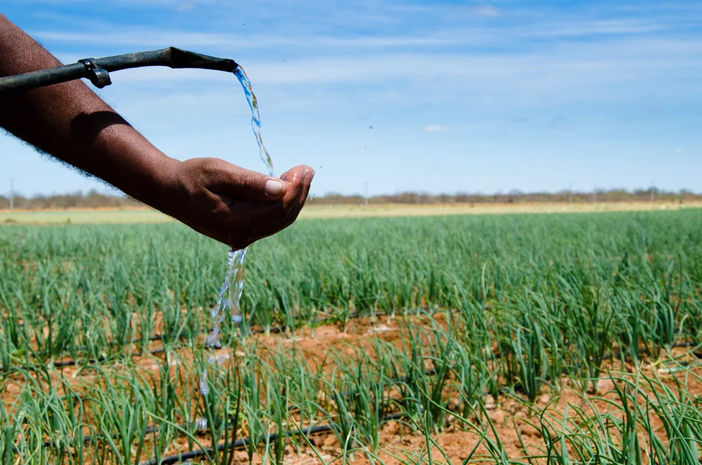 Herdeiros do agronegócio aliam tradição a avanço tecnológico