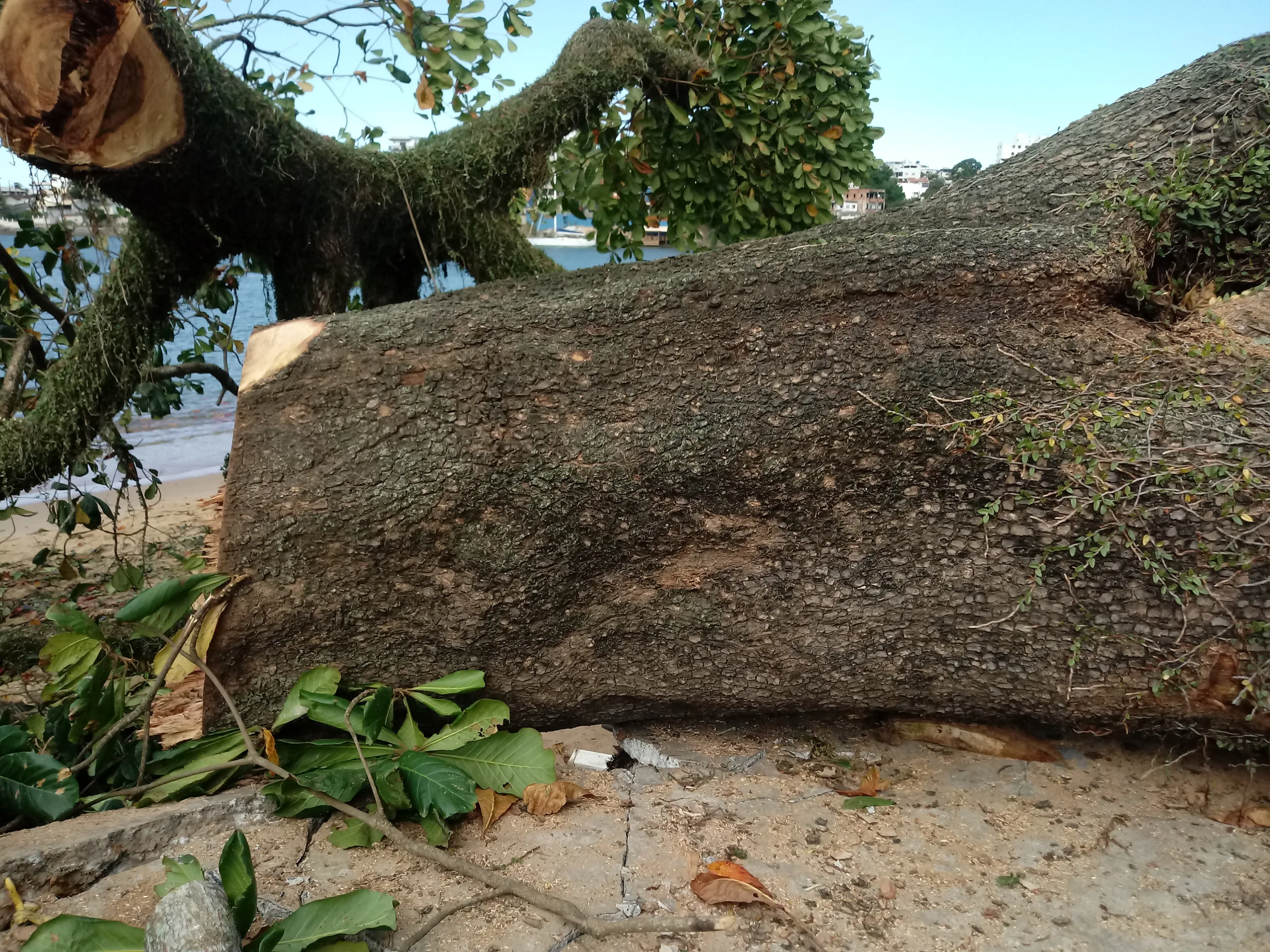 R$ 100 mil para cada árvore cortada em Guarapari