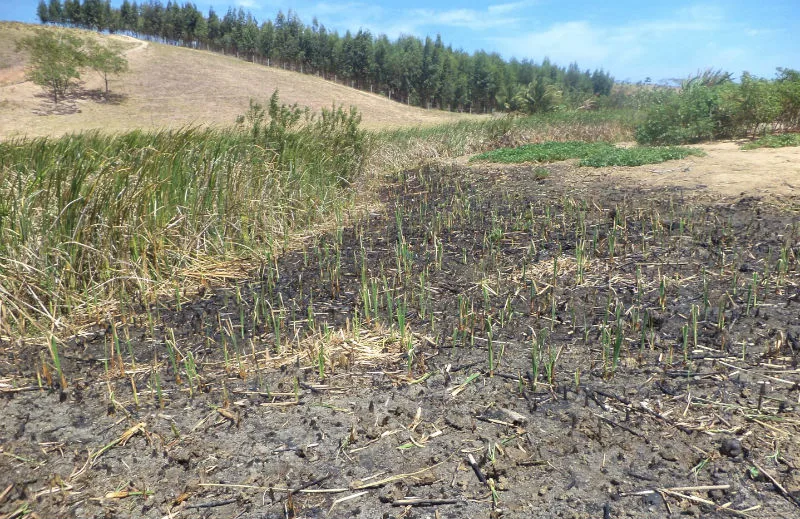 Polícia encontra área de preservação ambiental queimada em Marataízes