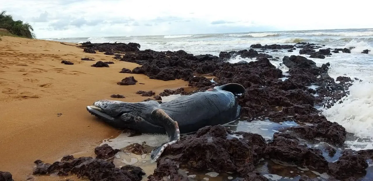 Em um dia, duas baleias jubarte são encontradas mortas no litoral capixaba