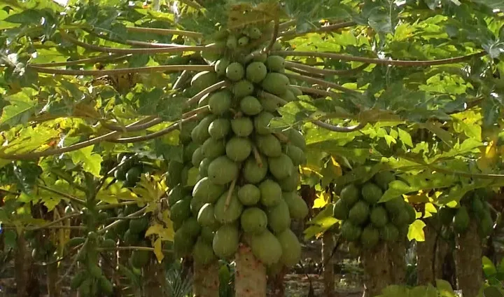 Linhares é o 'berço' do cacau e um dos maiores exportadores de mamão do Brasil