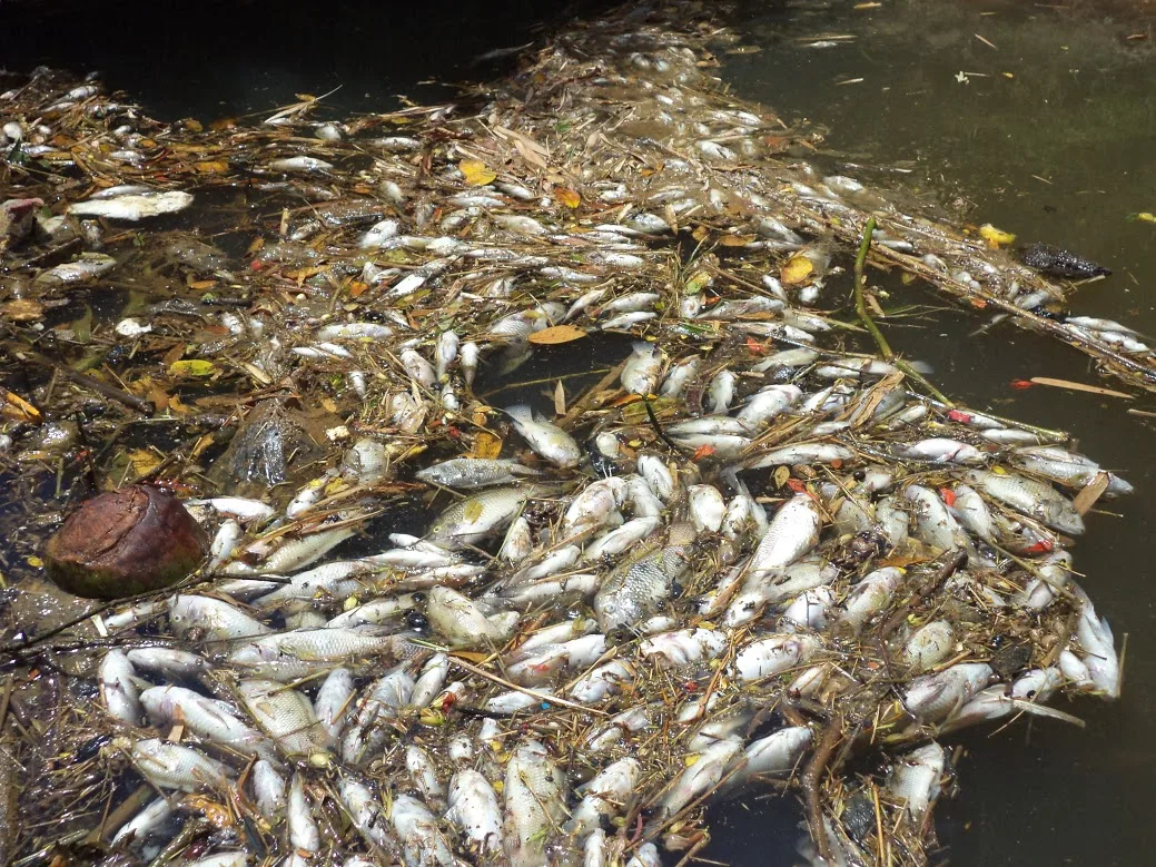 Polícia Ambiental investiga morte de peixes em rio de Guaçuí