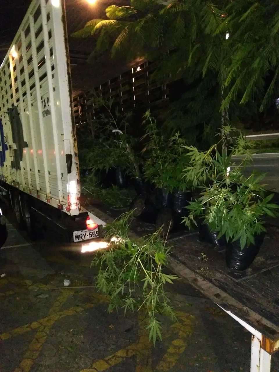 Mais de 300 pés de maconha são encontrados em estufa na Serra