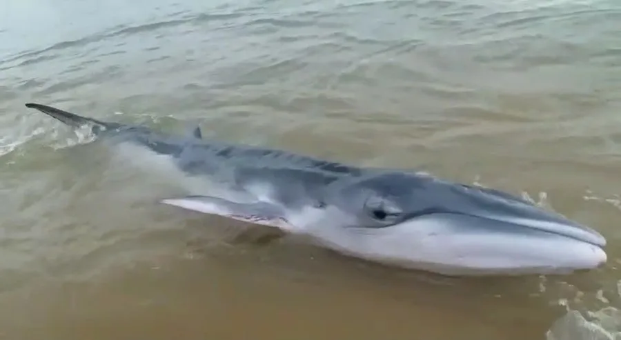 Mais uma! Baleia é encontrada encalhada na praia de Meaípe, em Guarapari