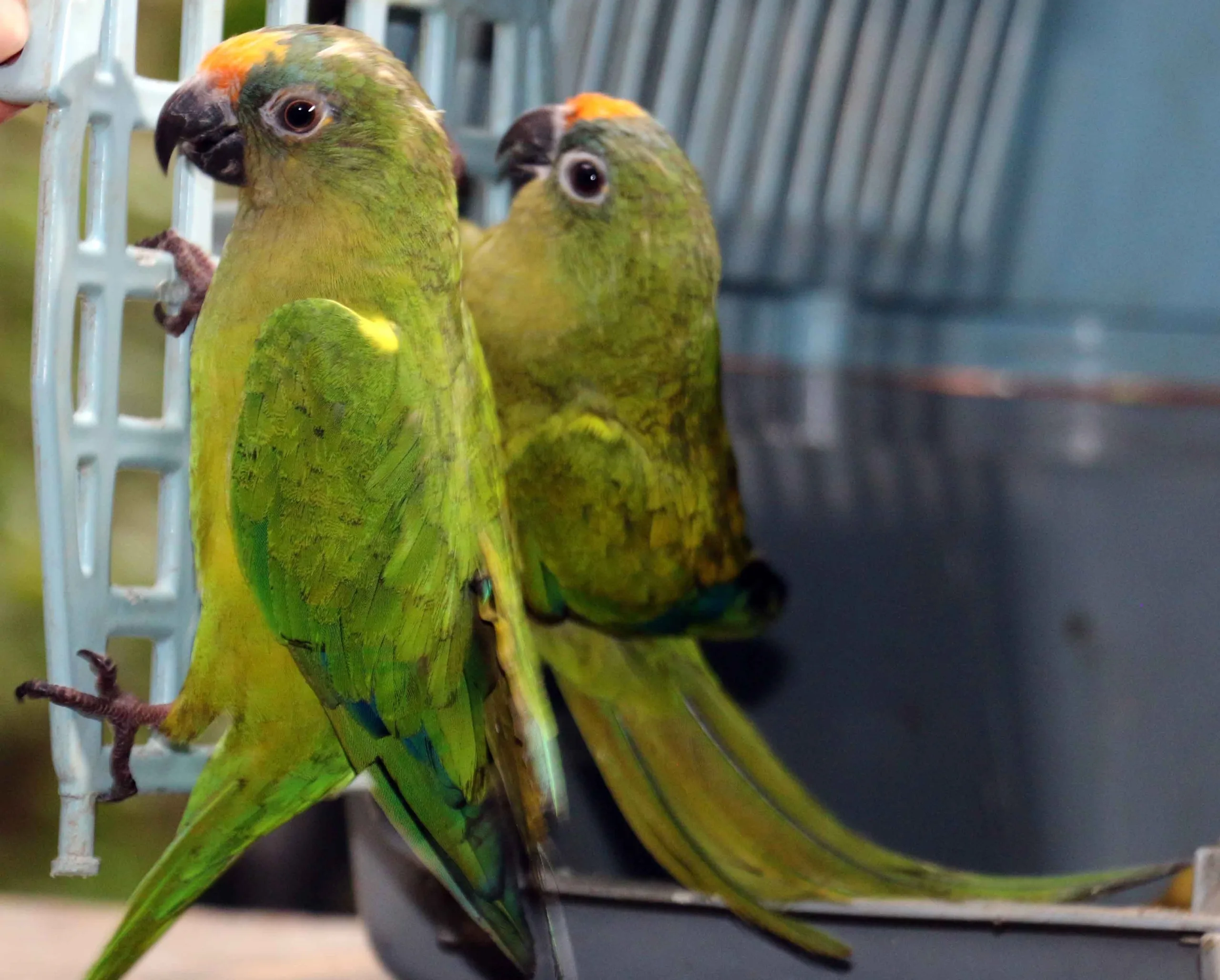 Animais silvestres serão soltos em parque ambiental de Guaçuí