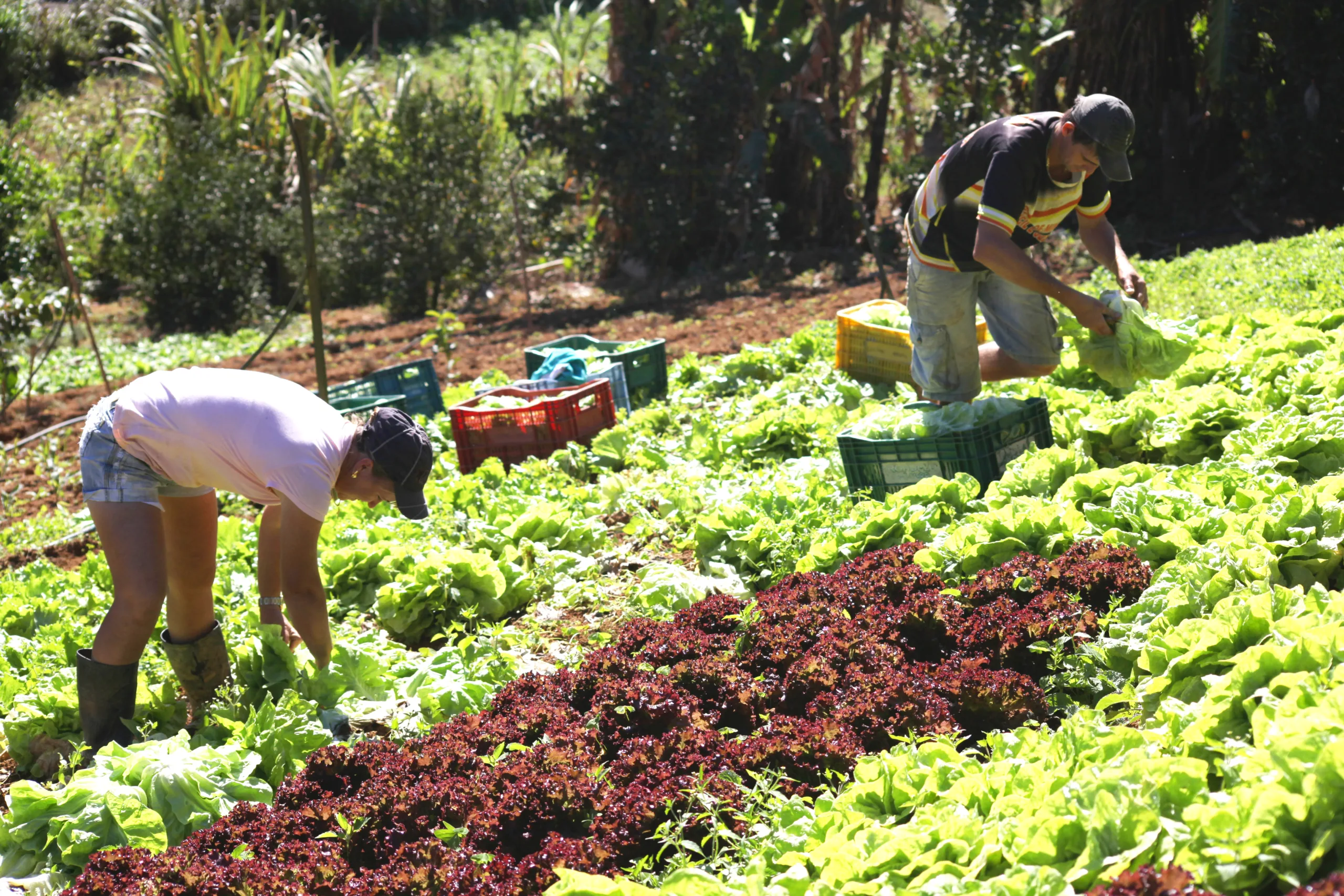 Agricultura: exportação de grãos deve crescer 40% até 2028/29, prevê estudo