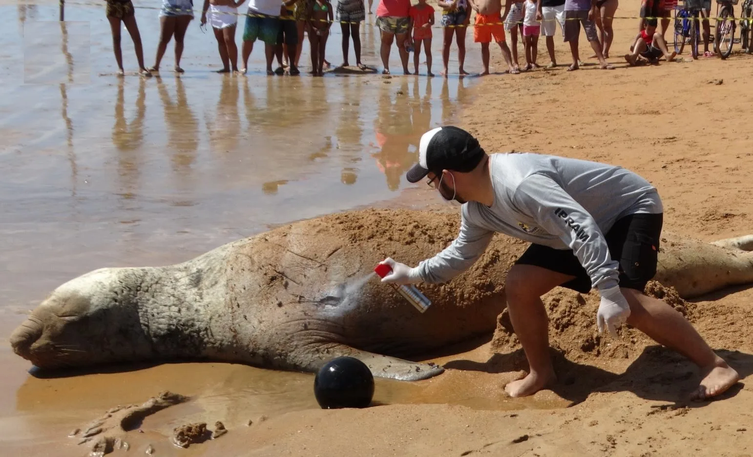 Banhista tenta montar em elefante-marinho machucado em praia da Serra