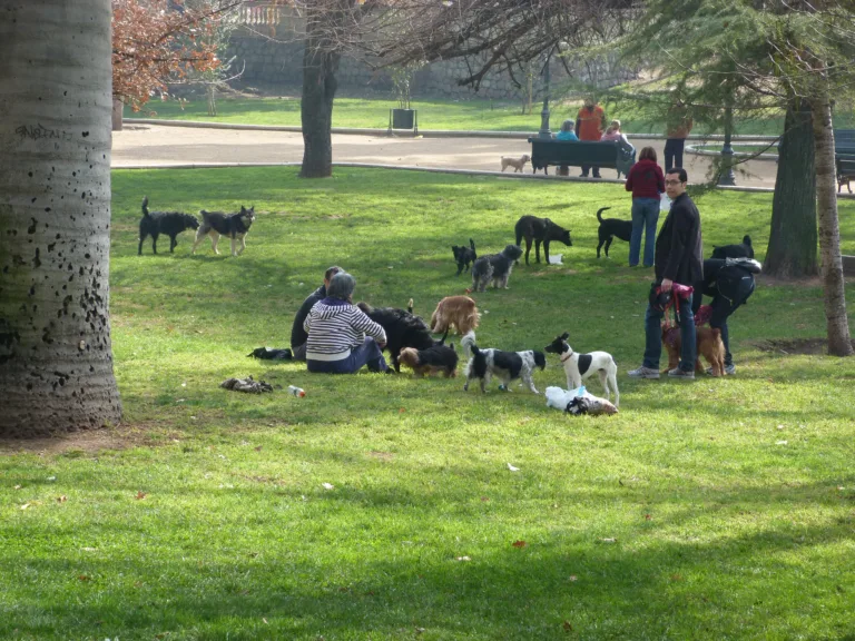 Parque Moscoso e Pedra da Cebola poderão ter área especial para cães