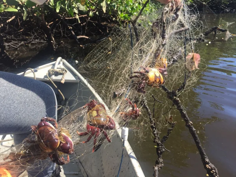 Apreensão de caranguejo na andada