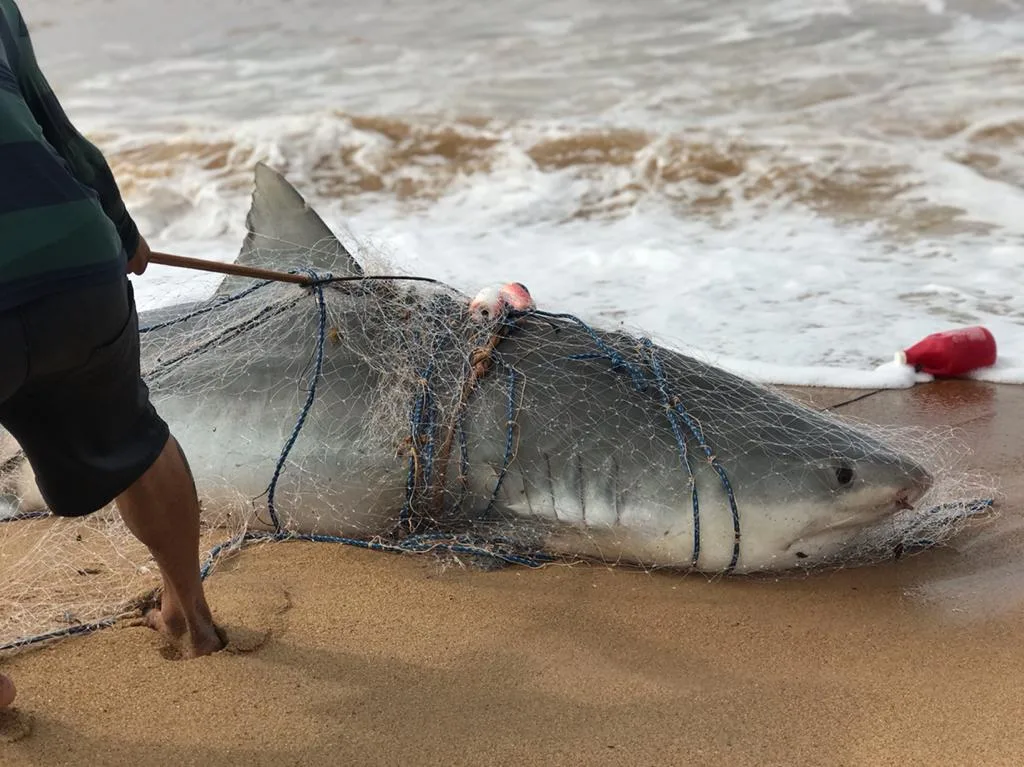 VÍDEO | Tubarão em rede de pesca surpreende pescadores de Regência, em Linhares