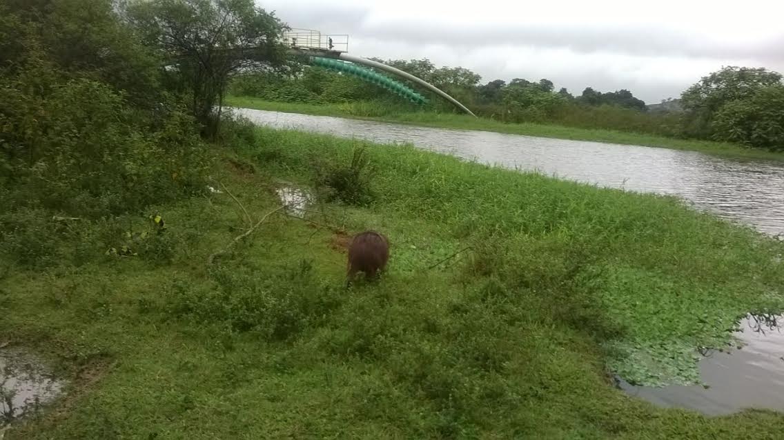 Capivara é encontrada e recolhida de estacionamento em shopping de Vila Velha