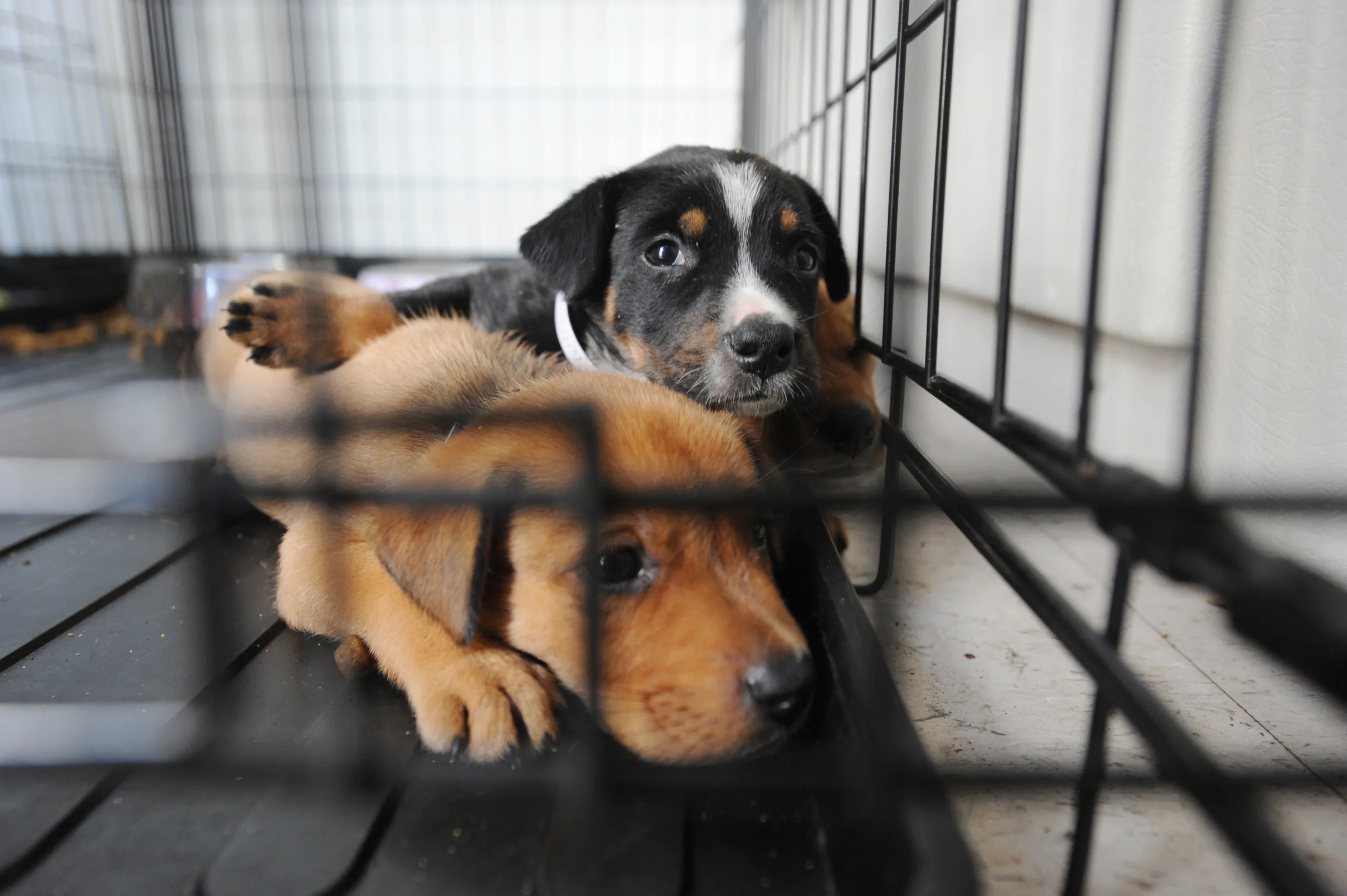 Projeto para criar hospital veterinário gratuito em Vila Velha é aprovado