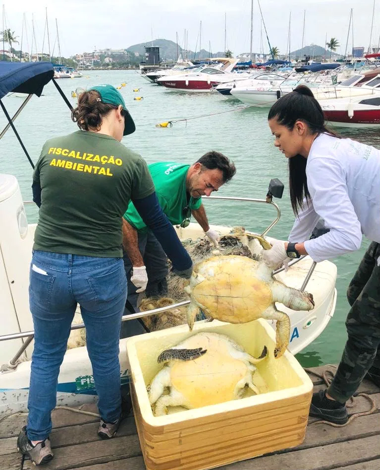 Tartarugas marinhas são encontradas mortas em rede de pesca clandestina em Vitória