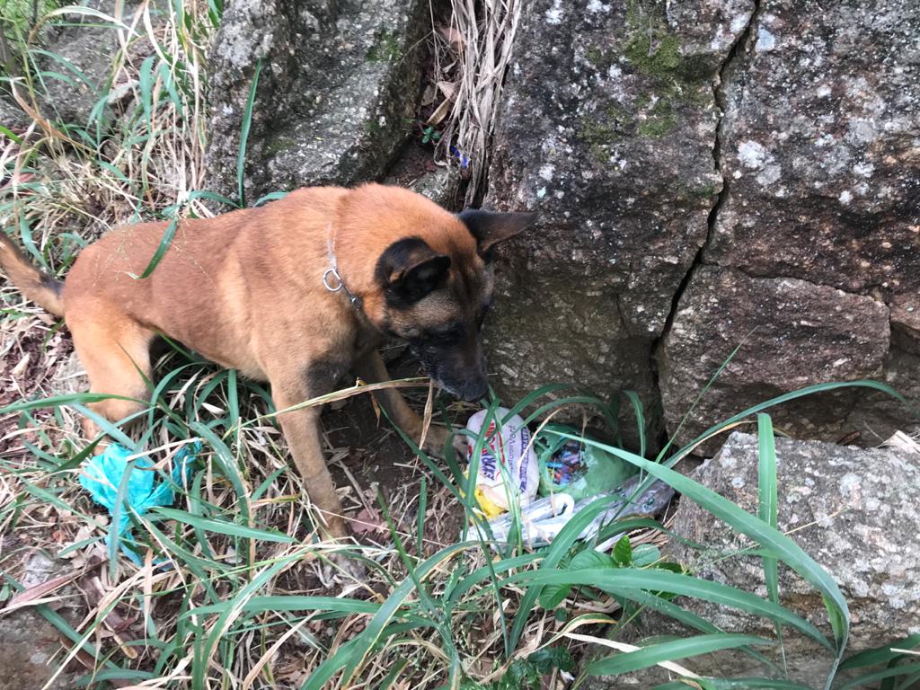 Treinamento de cães da PM no Morro da Garrafa termina em apreensão de drogas