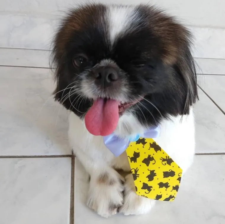 Quarentena pode ser um bom momento para abrir espaço no coração para os cachorros