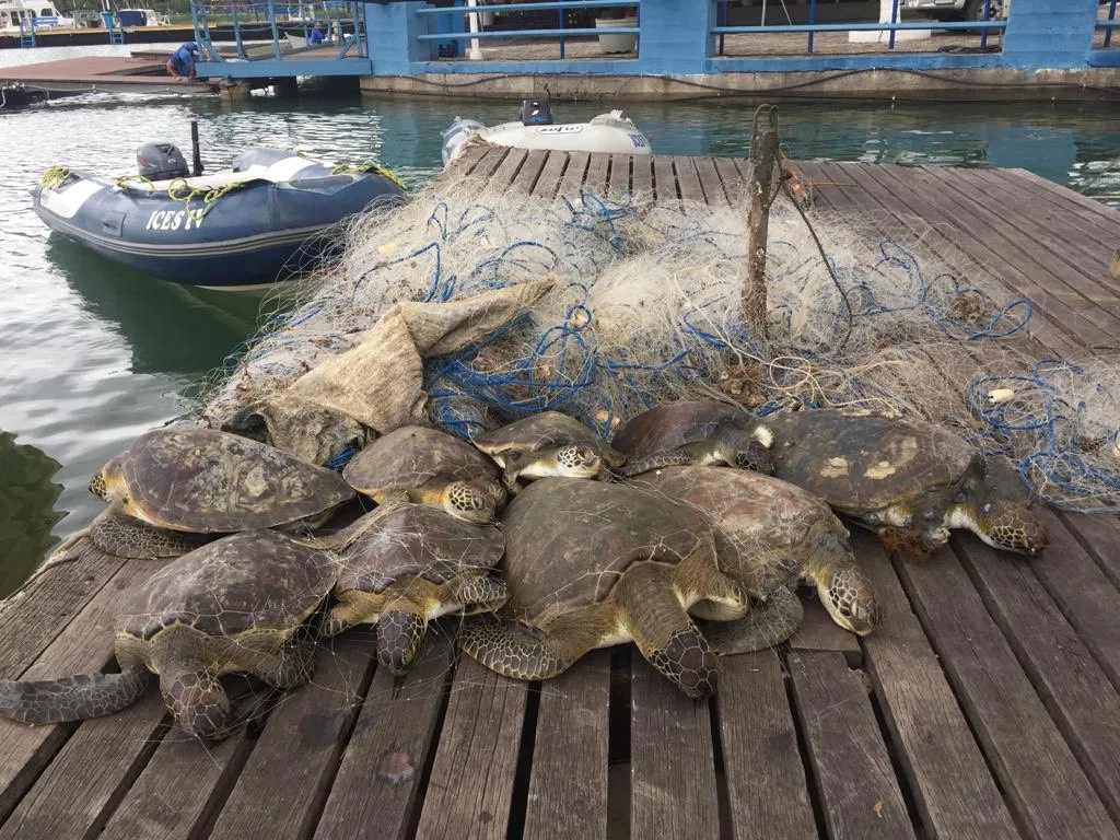 "Mais de 50 tartarugas são encontradas mortas todo mês na Grande Vitória", diz grupo ambiental