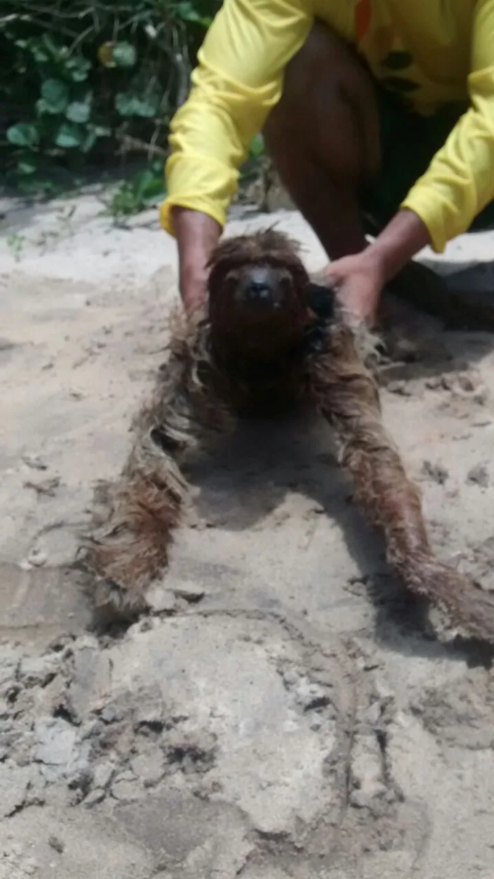 Bicho preguiça é resgatado de afogamento em Fundão