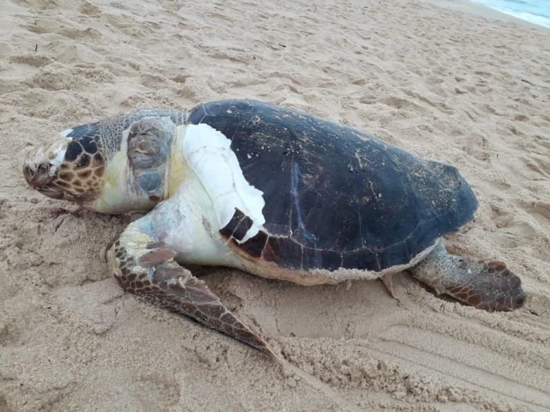 Moradora de Guarapari encontra tartaruga de quase 100kg morta em praia do município