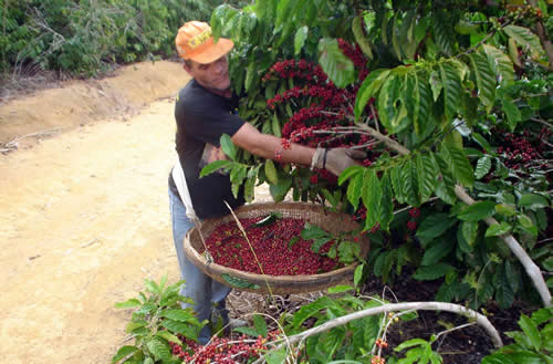 FGV: soja, milho e café ficam mais baratos, mas carne pressiona IPA