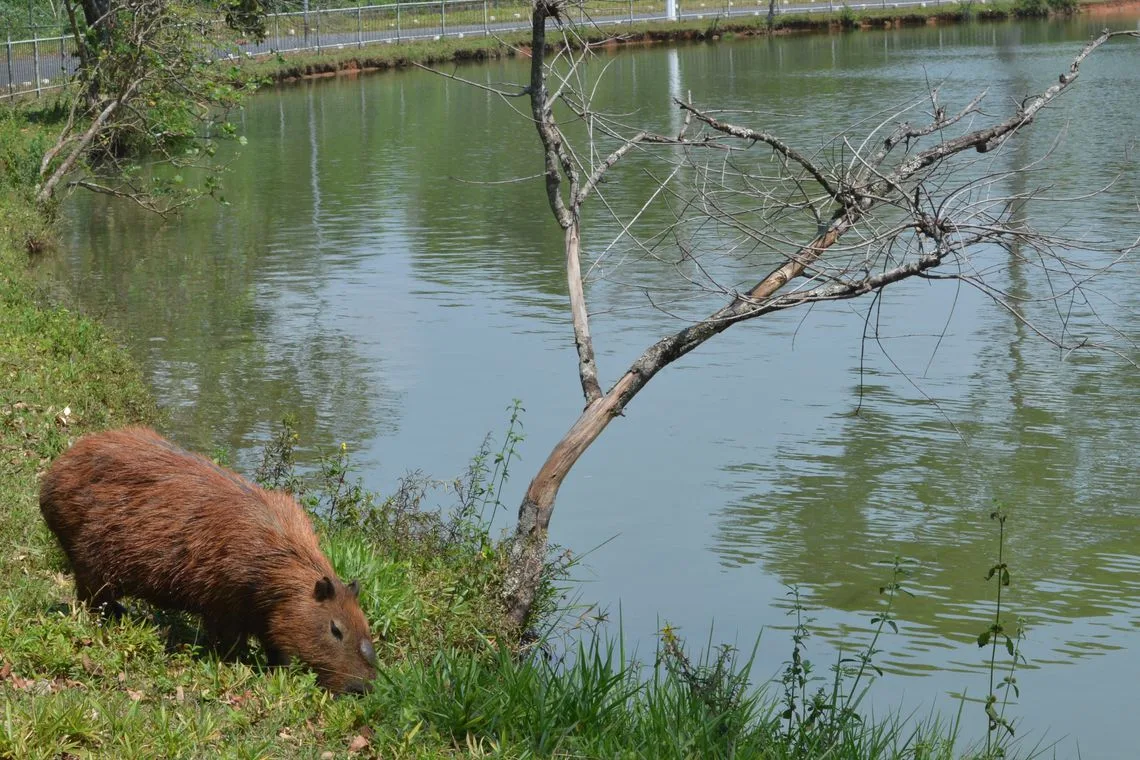 Haverá uma sére de atividades para lembrar a importância da fauna do cerrado, no zoológico de Brasília (Antonio Cruz/Agência Brasil)