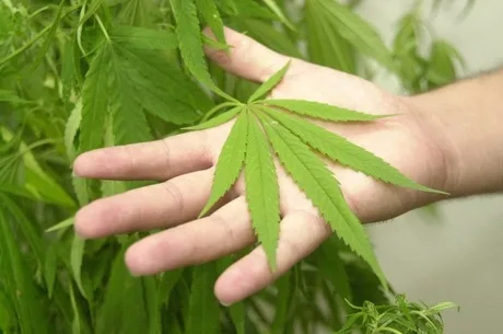 SP – MACONHA/APREENSÃO – CIDADES – Seis pés de maconha, de aproximadamente um metro cada, foram encontrados na tarde desta segunda-feira (19), plantados na Mata Santa Genebra, em Campinas (SP). A planta foi encontrada por funcionários da Fundação José Pedro de Oliveira, que administra o local, durante fiscalização na área. Segundo o administrador da entidade, […]