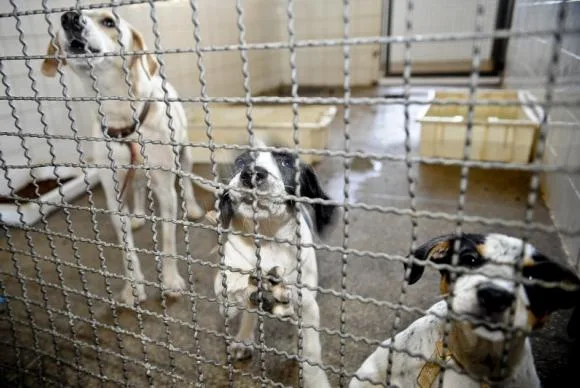 Prisão para quem matar e maltratar animais é aprovada na Câmara dos Deputados