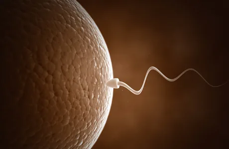 Sperm and Egg cell