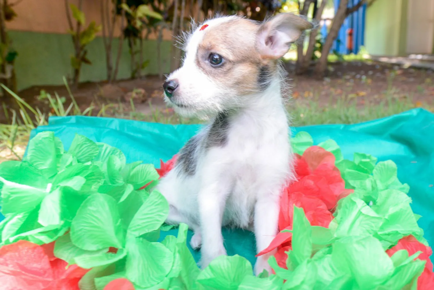 Feira de Doação de Cães