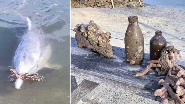 Golfinhos sentem a falta de humanos durante a quarentena e deixam "presentes" na areia