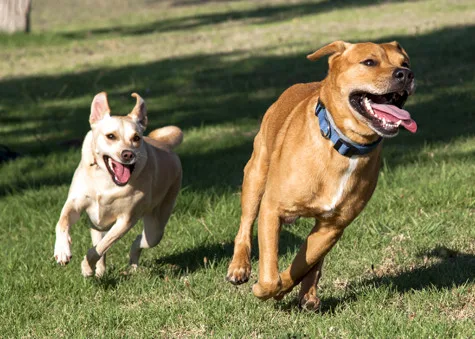 1ª Cachorrida é parte das Dez Milhas Garoto, tem 250 inscritos e promete diversão para a família em Vitória