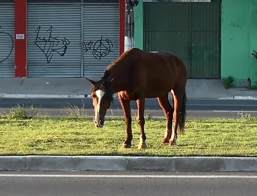 Cavalo solto na pista é atropelado na Avenida Carlos Lindenberg, em Vila Velha