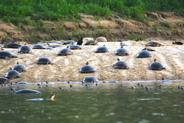 Cheia de rio impede tartarugas de desovar no Amazonas