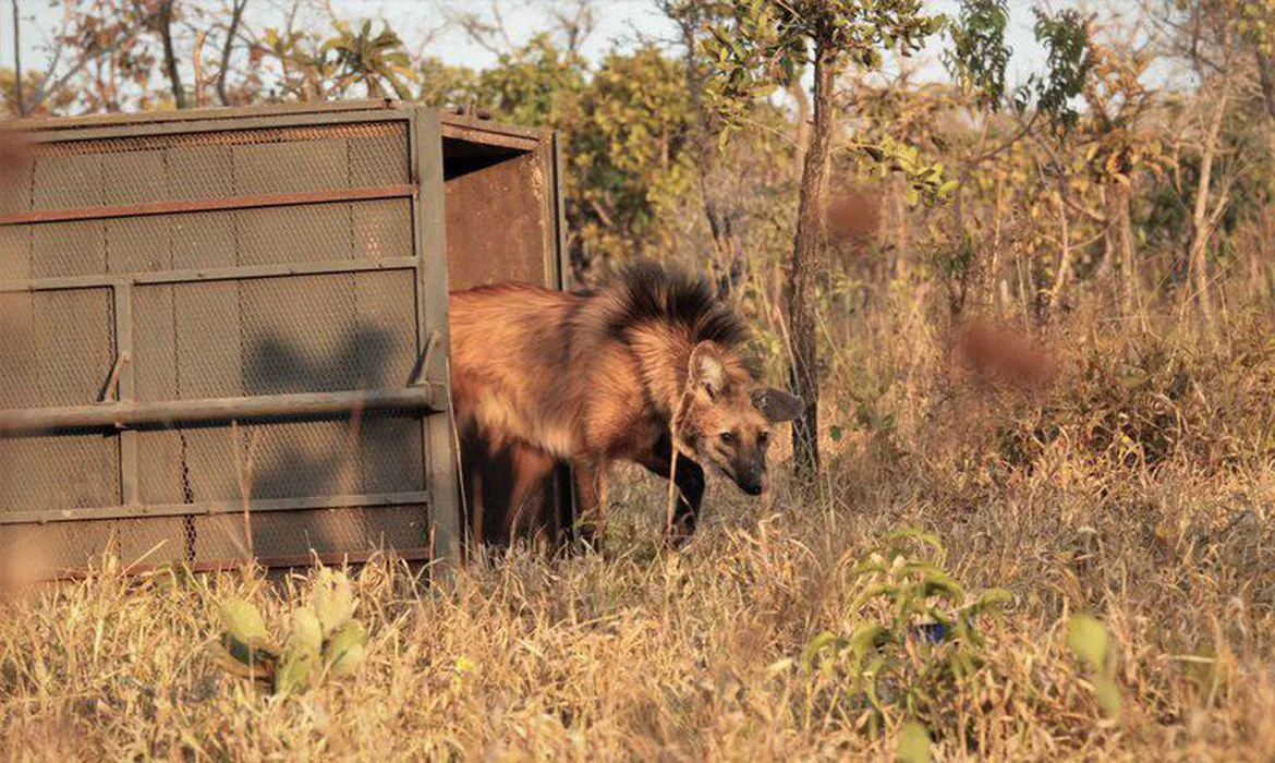 Escolhido para cédula de R$ 200, lobo-guará sofre ameaça de extinção