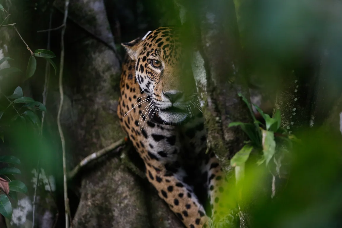 No Pantanal, fogo atinge últimos redutos de onças