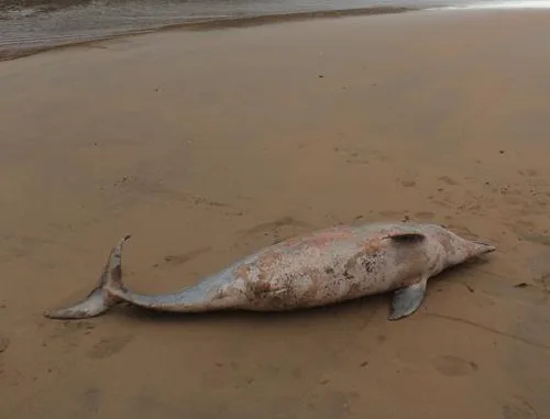 Golfinho com sinais de rede de pesca é encontrado morto em praia de Guarapari